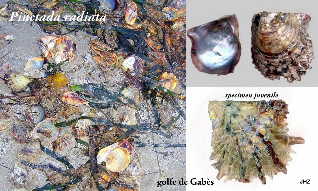 crassostrea saccostrea o altro